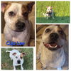 adoptable Dog in Farmerville, LA named Cujo Lee