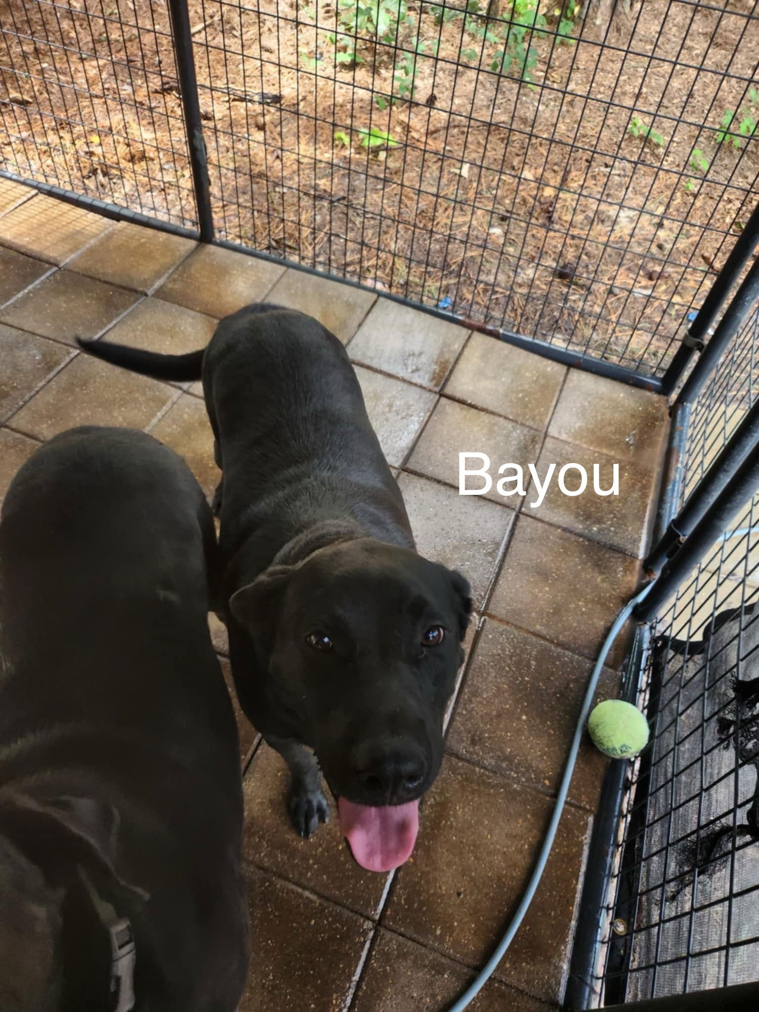 adoptable Dog in Farmerville, LA named Bayou