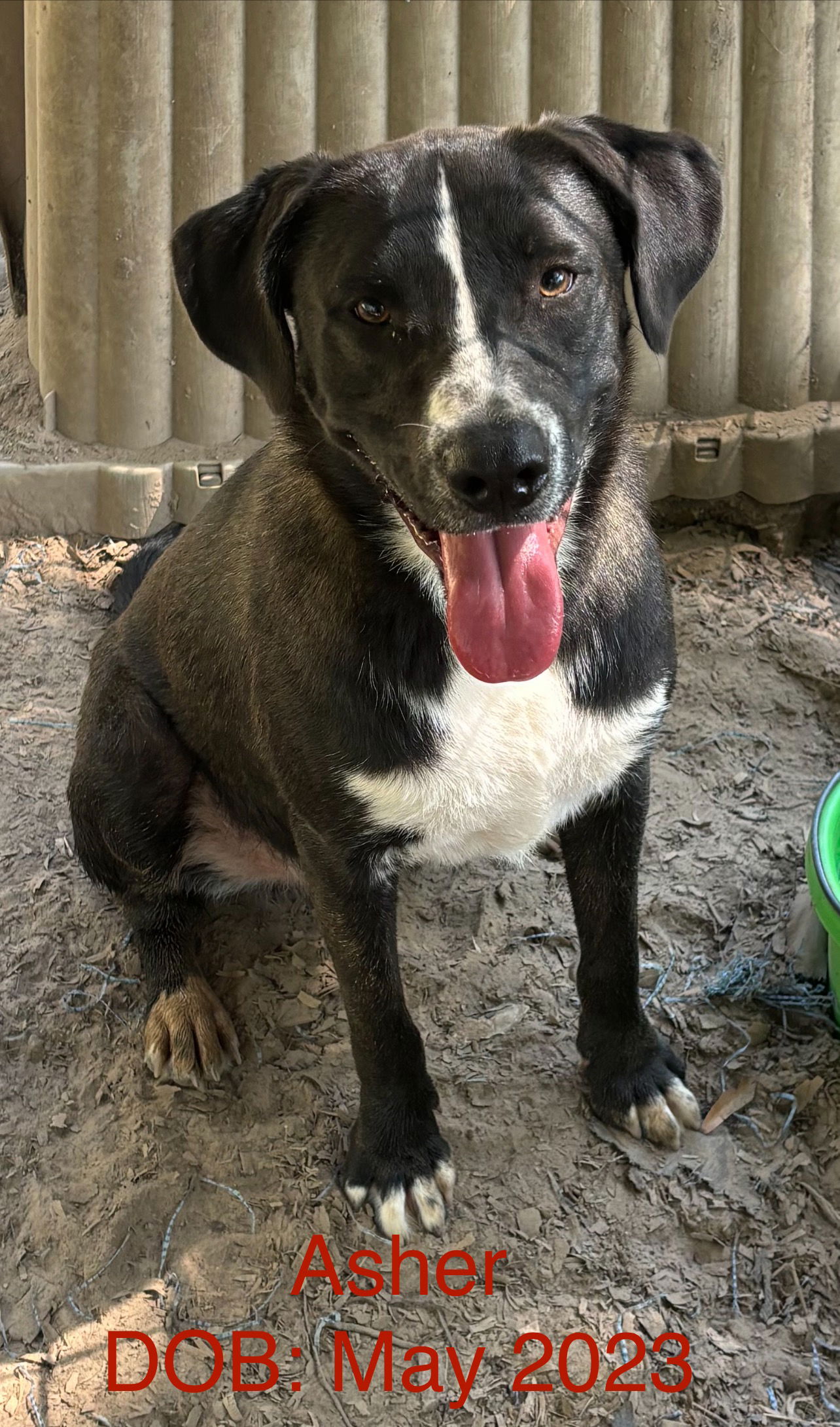 adoptable Dog in Farmerville, LA named Asher