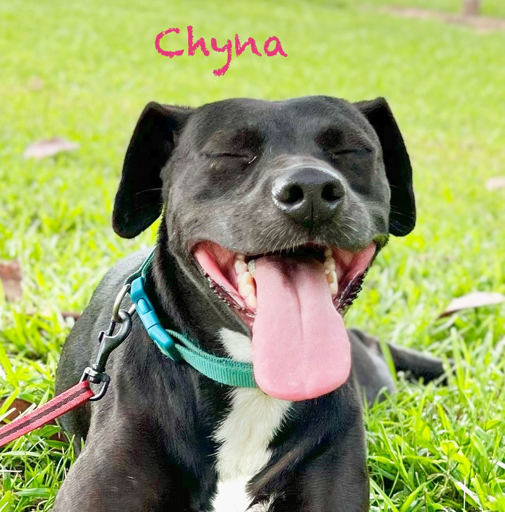 adoptable Dog in Farmerville, LA named Chyna