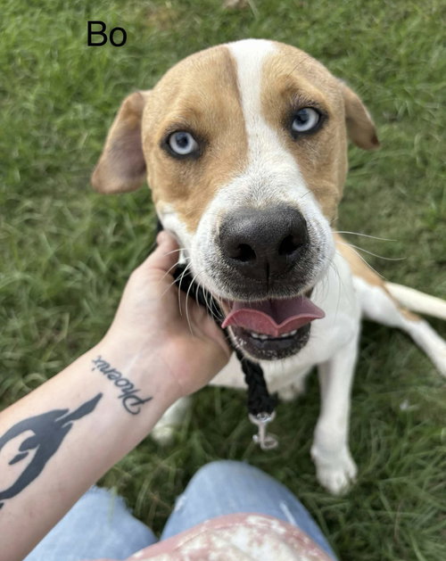 BO - Unknown available for adoption