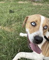 Bo - Photo 4