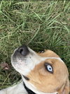 Bo - Photo 7