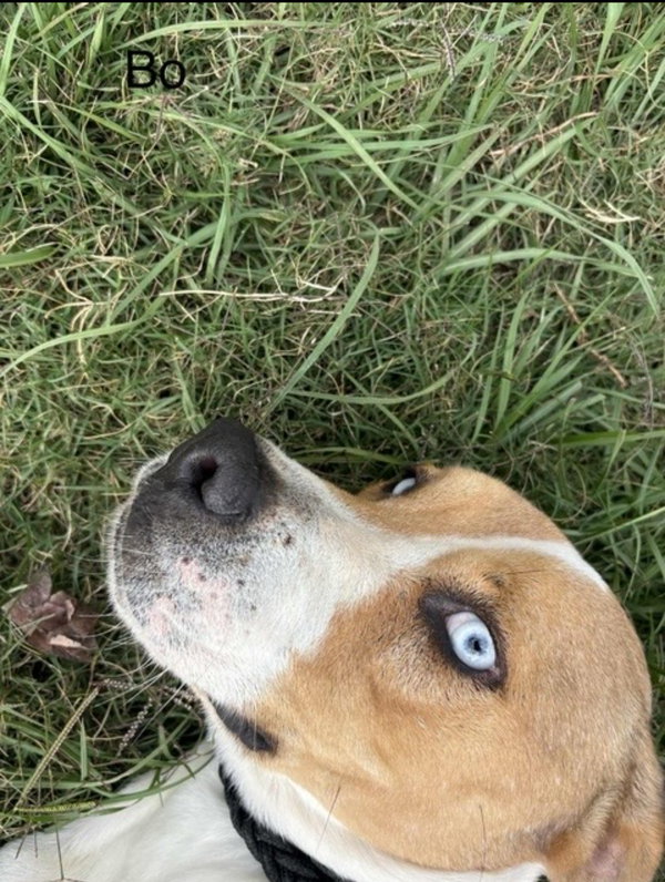 Bo