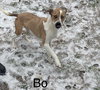 Bo - Photo 8