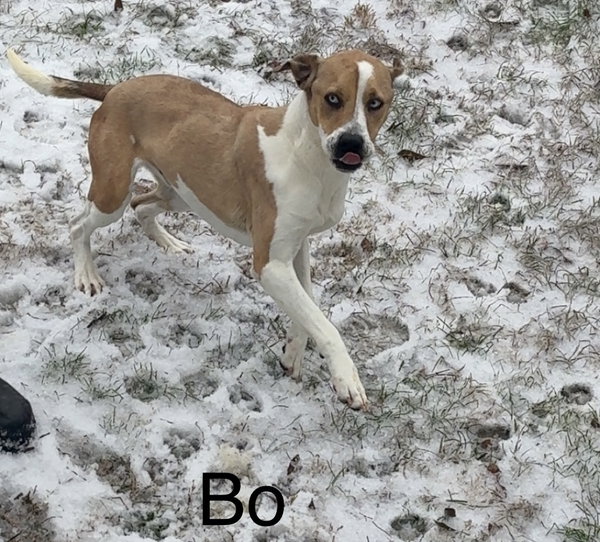 Bo