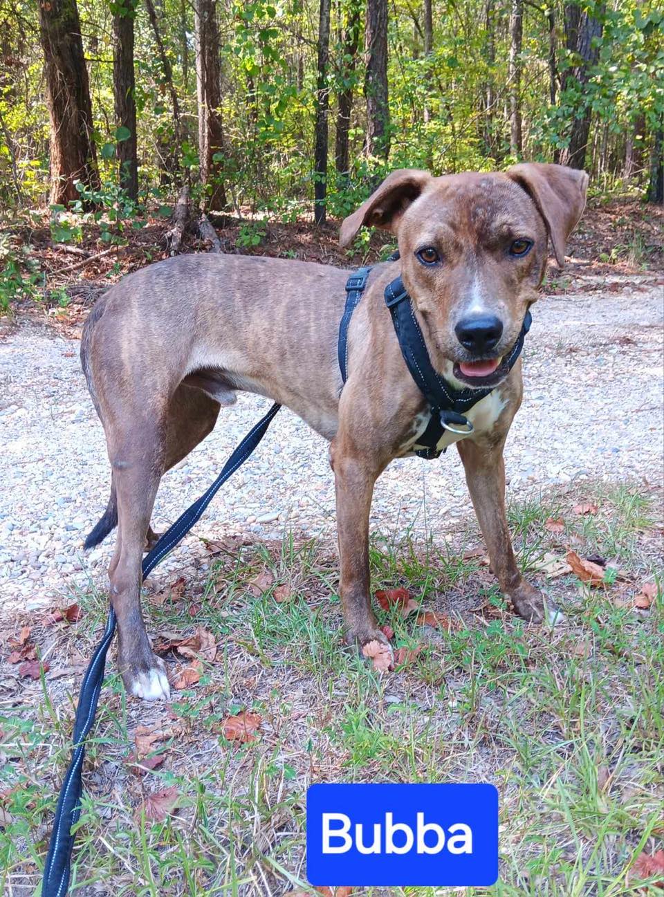 adoptable Dog in Farmerville, LA named Bubba