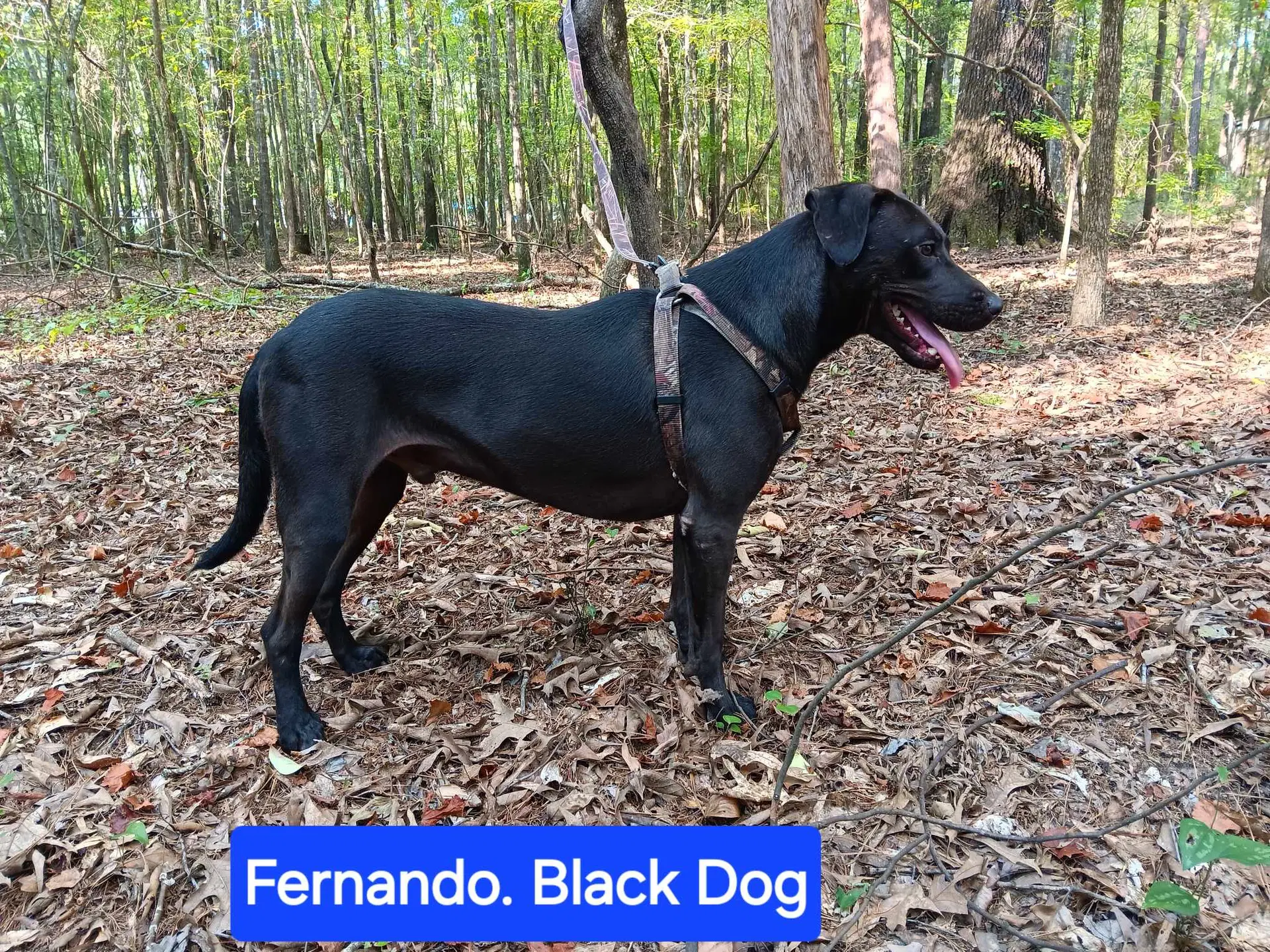 Fernando image 3
