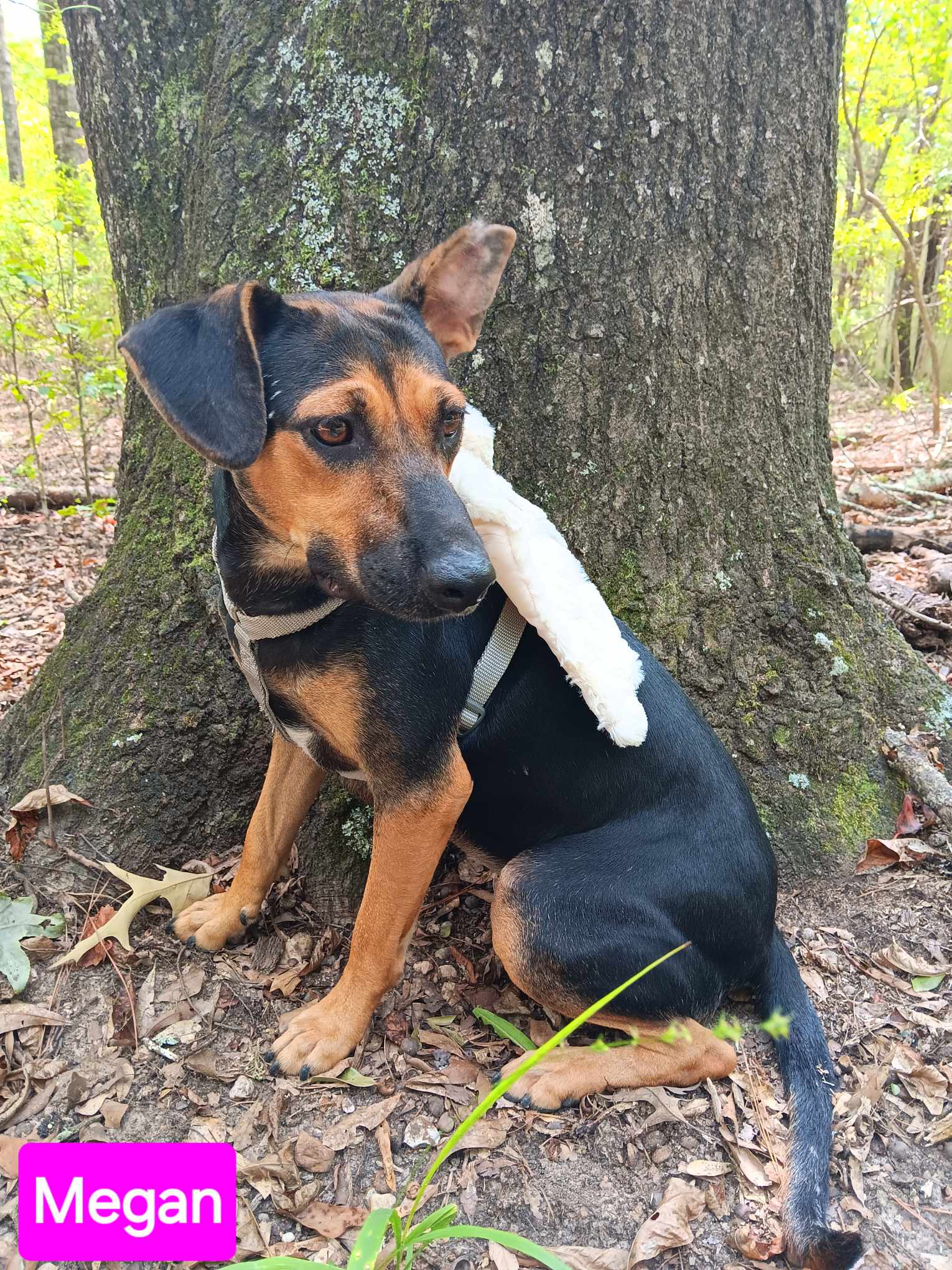 adoptable Dog in Farmerville, LA named Megan