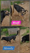 adoptable Dog in  named Bluff