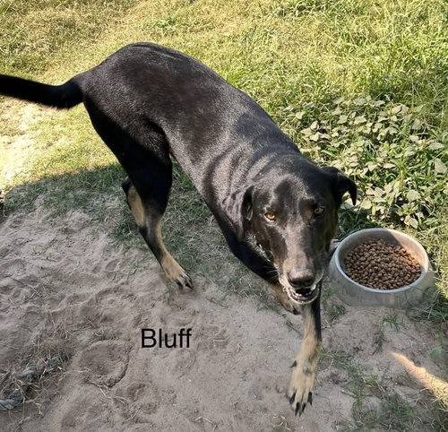 BLUFF - German Shepherd Dog available for adoption
