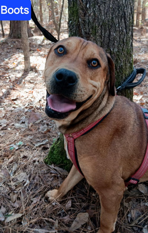 BOOTS - Rhodesian Ridgeback / Redbone Coonhound available for adoption