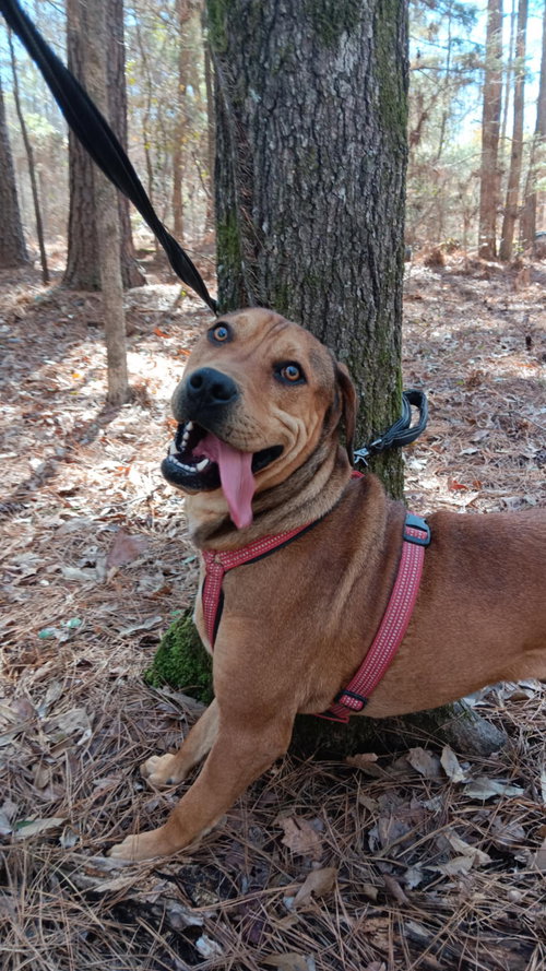 BOOTS - Rhodesian Ridgeback / Redbone Coonhound available for adoption