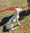 adoptable Dog in Farmerville, LA named Domino