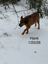Hank - Photo 2