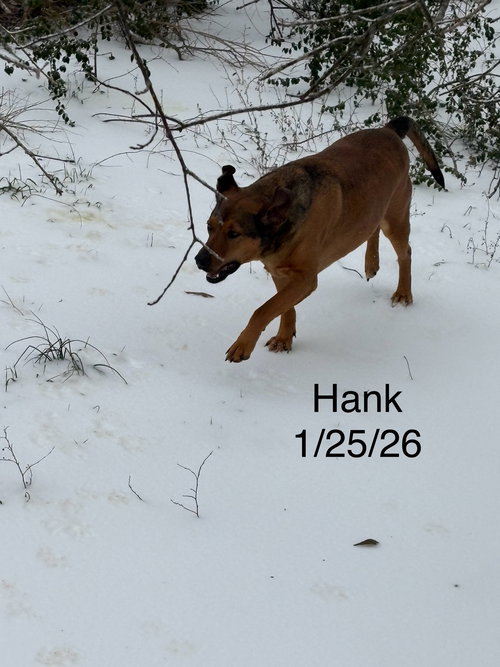HANK - Labrador Retriever available for adoption