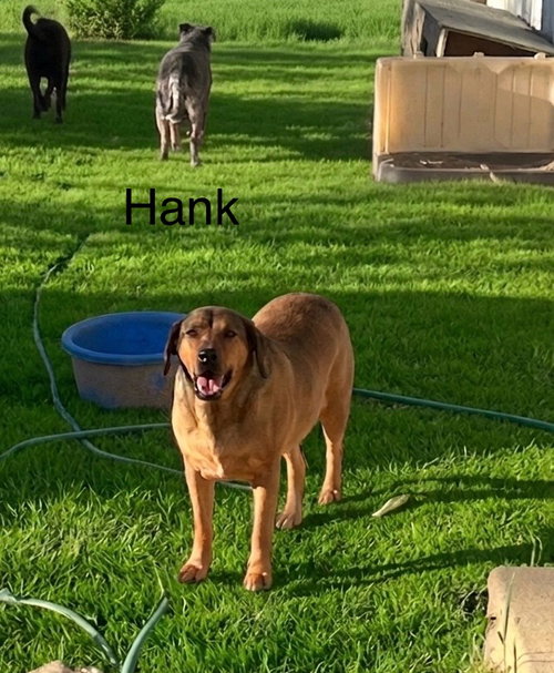 Hank, photo 2