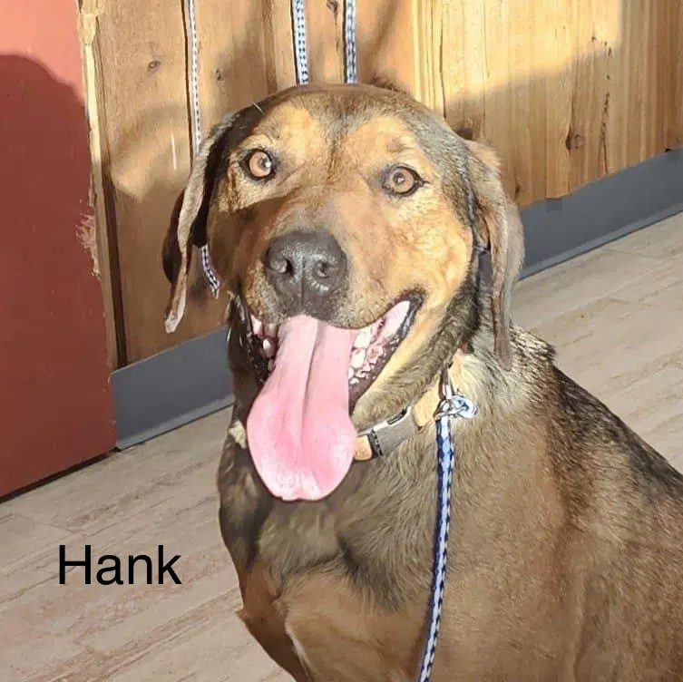 Hank image 3