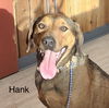 adoptable Dog in  named Hank