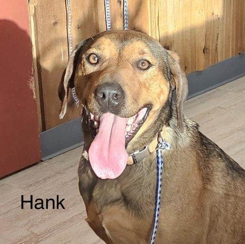 HANK - Labrador Retriever available for adoption