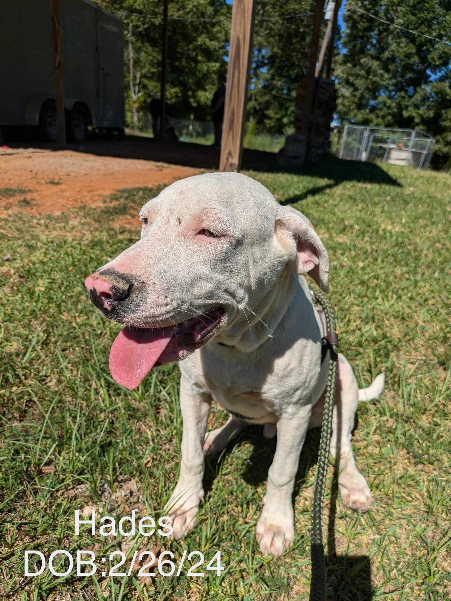 adoptable Dog in Farmerville, LA named Hades