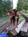 adoptable Dog in  named Harold