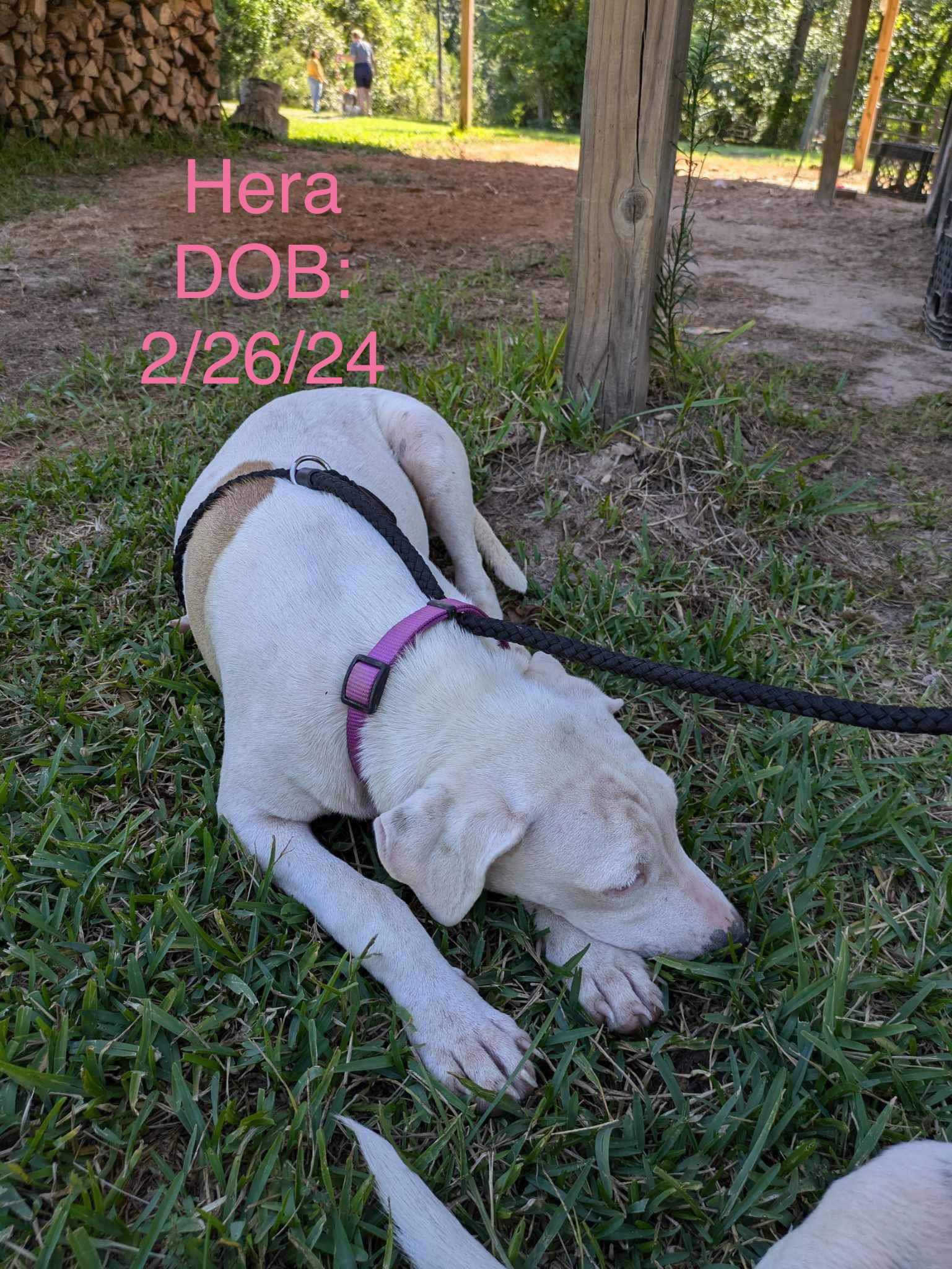 adoptable Dog in Farmerville, LA named Hera