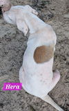 Hera