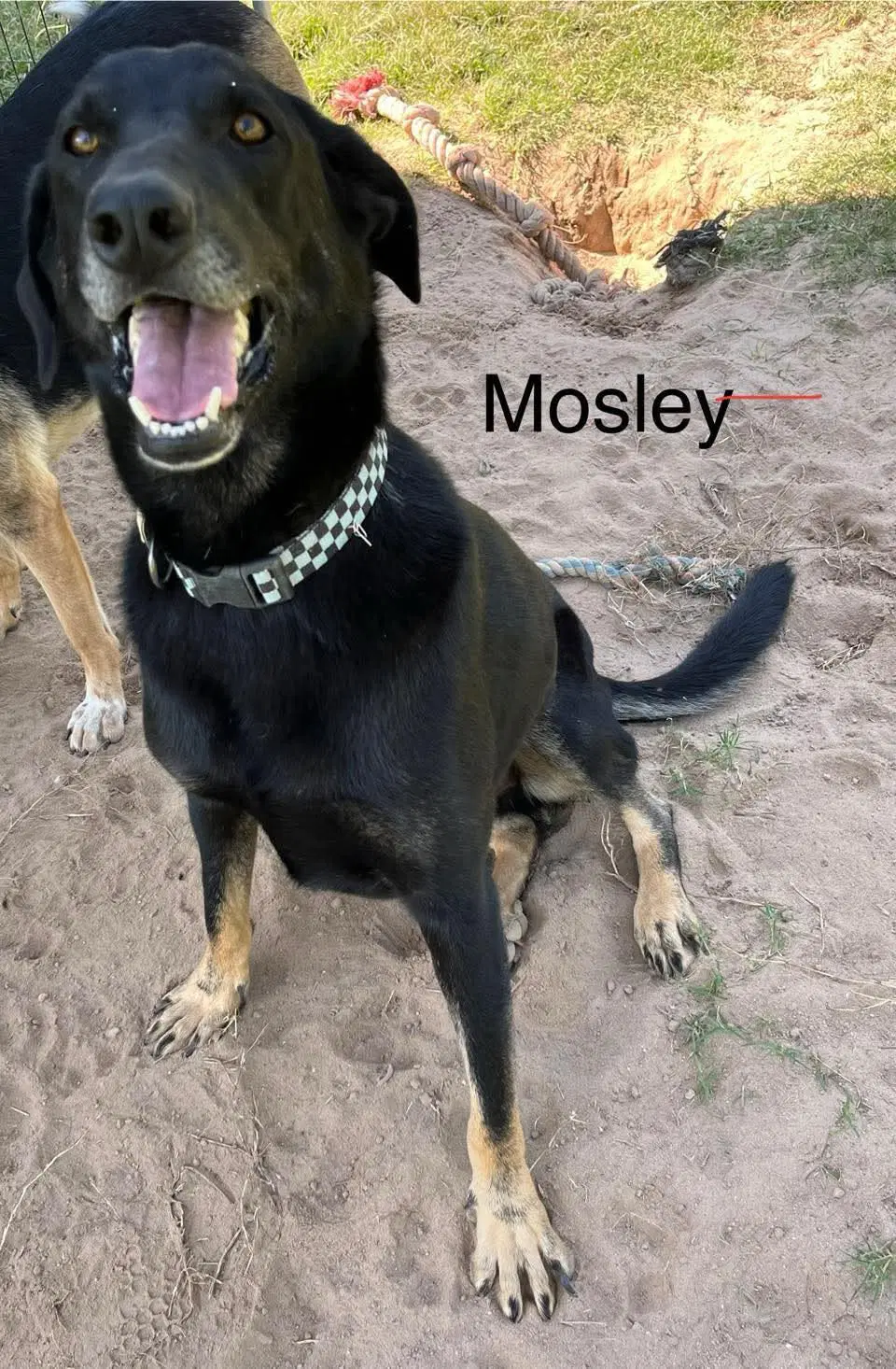 Mosely image 2