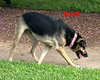 Mosely - Photo 5