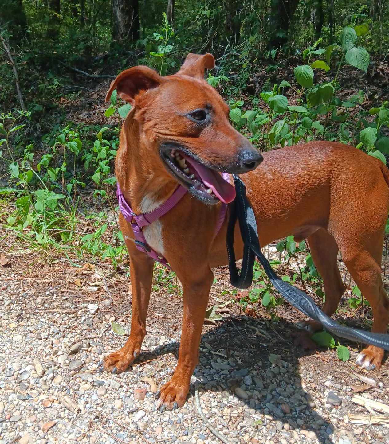 adoptable Dog in Farmerville, LA named Otis