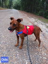adoptable Dog in farmerville, LA named Otis