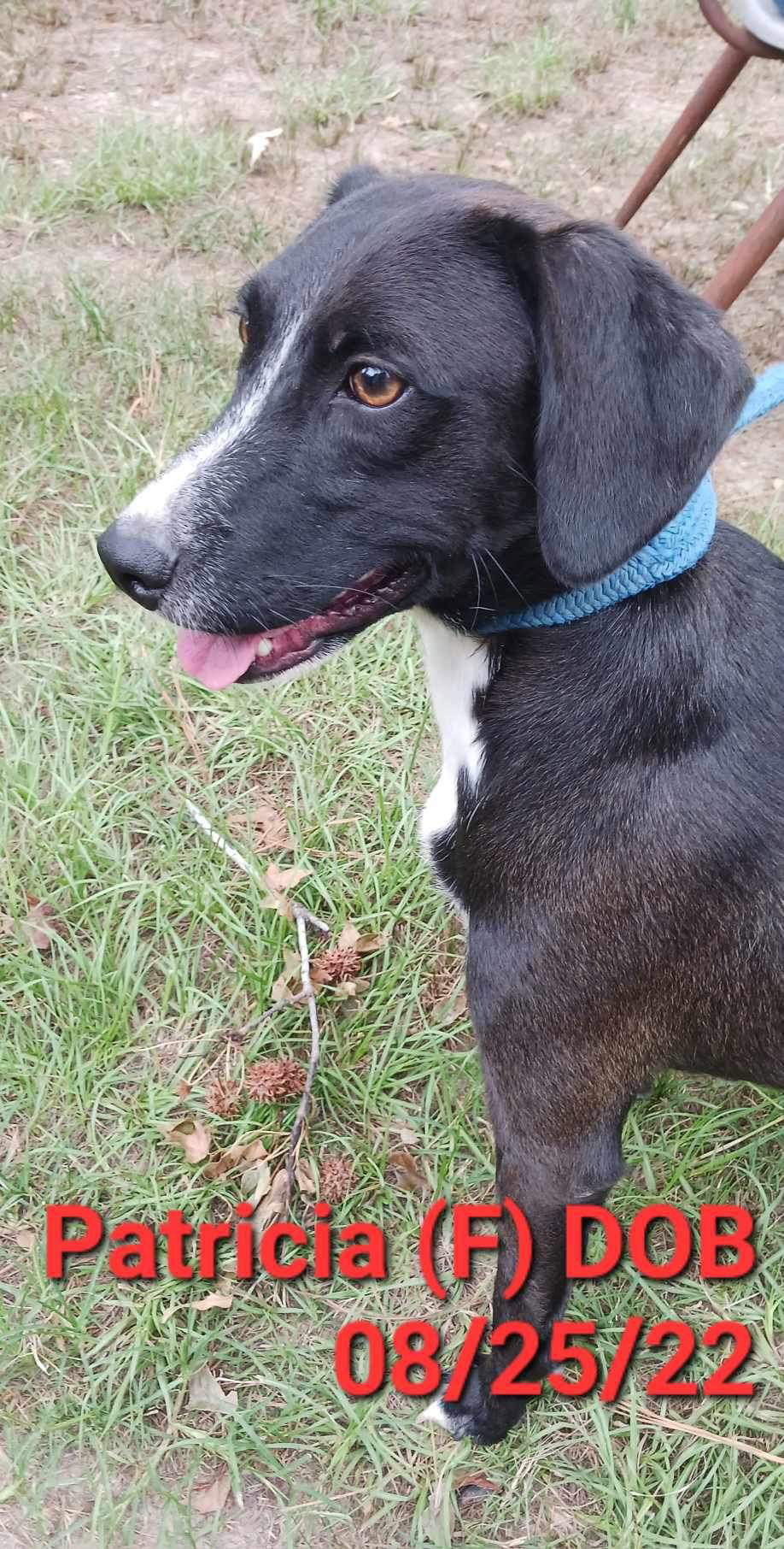 adoptable Dog in Farmerville, LA named Patricia (P pups)