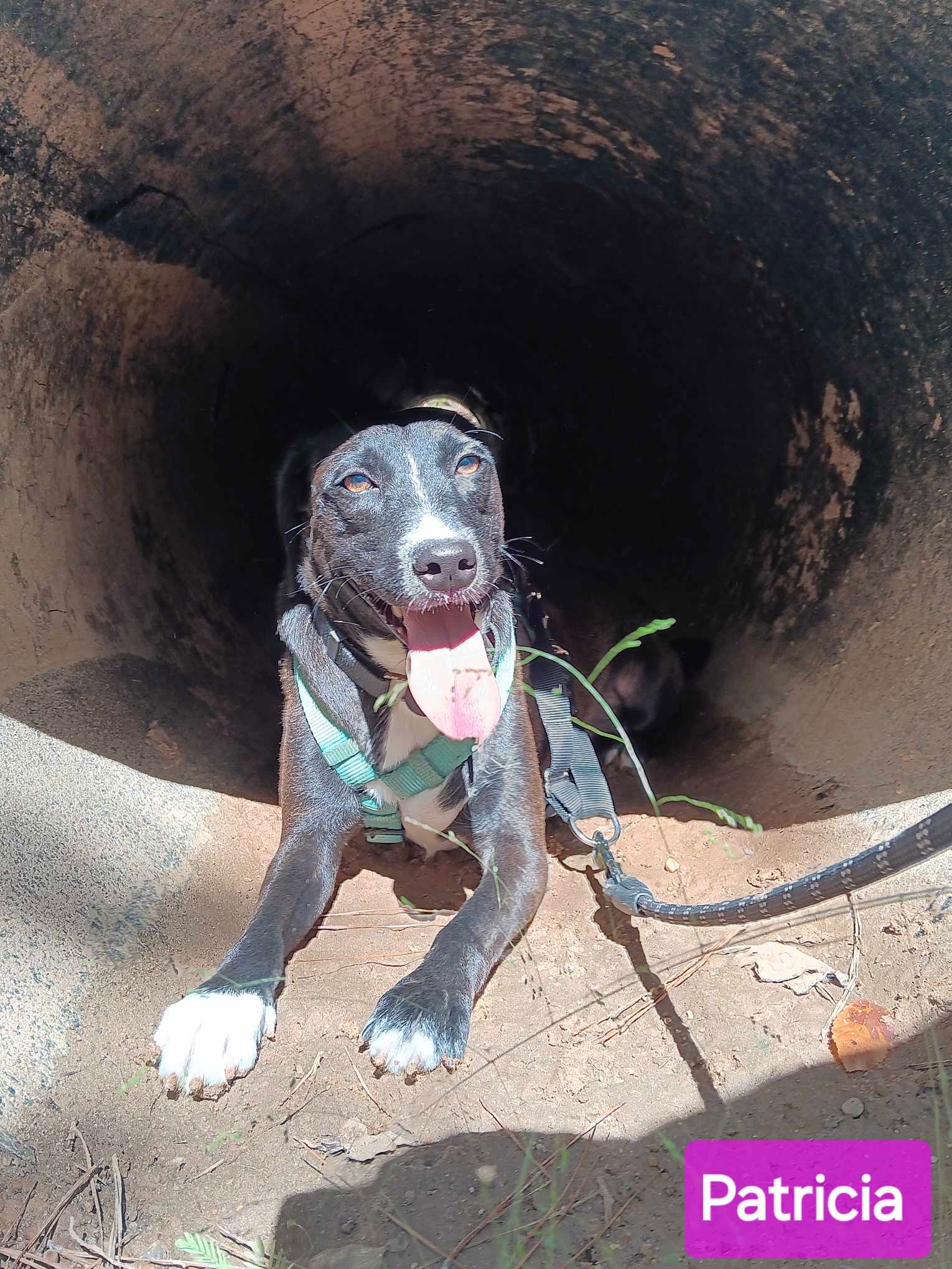 adoptable Dog in Farmerville, LA named Patricia (P pups)