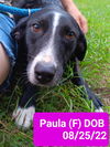 adoptable Dog in , LA named Paula (P pups)