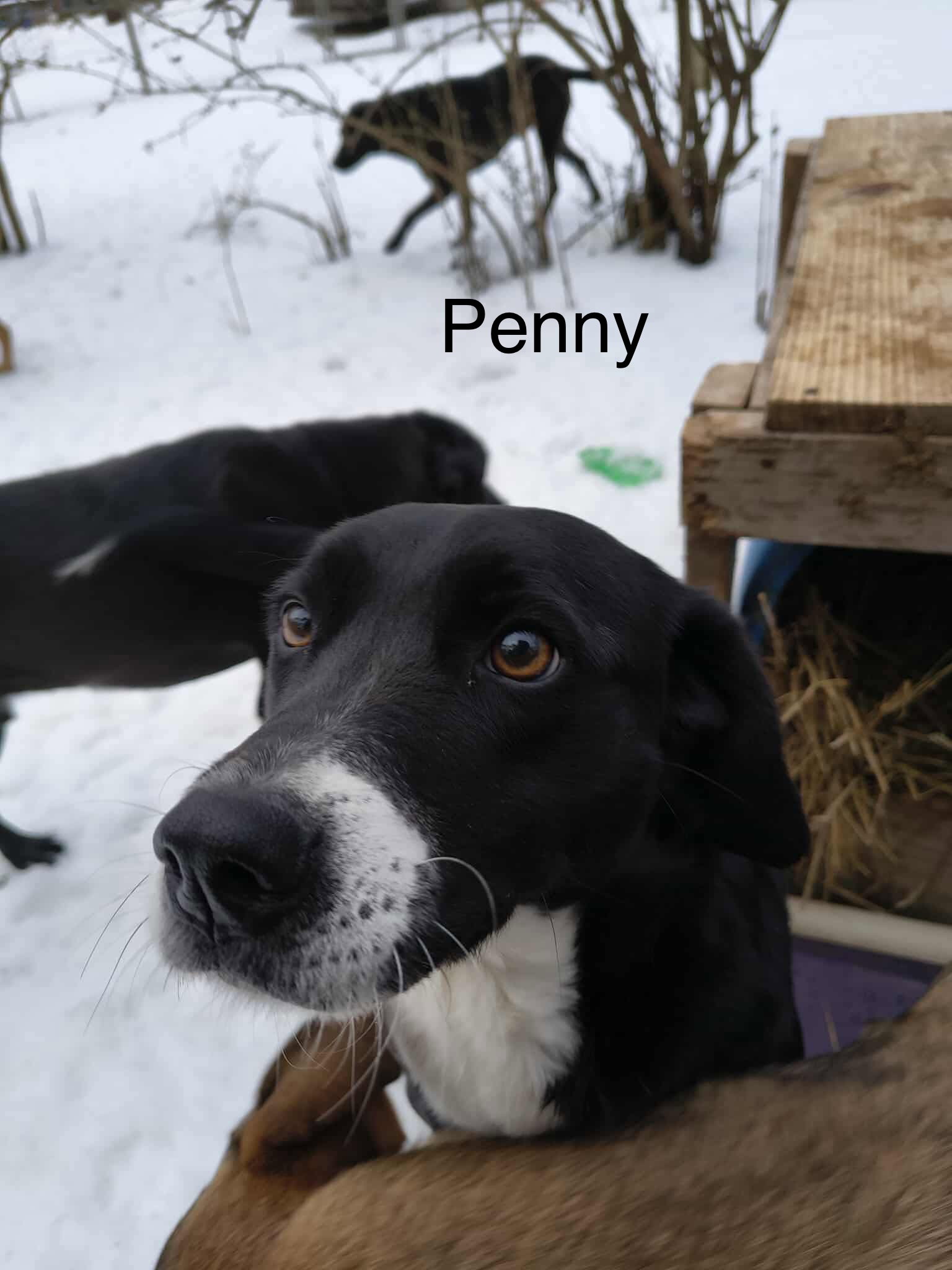 Penny (P pups) Image
