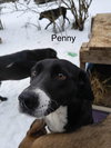 Penny (P pups) - Photo 1