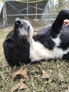 Penny (P pups) - Photo 2