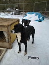 Penny (P pups) - Photo 3