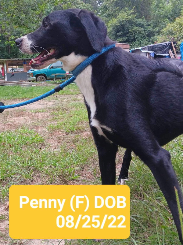 Penny (P pups)