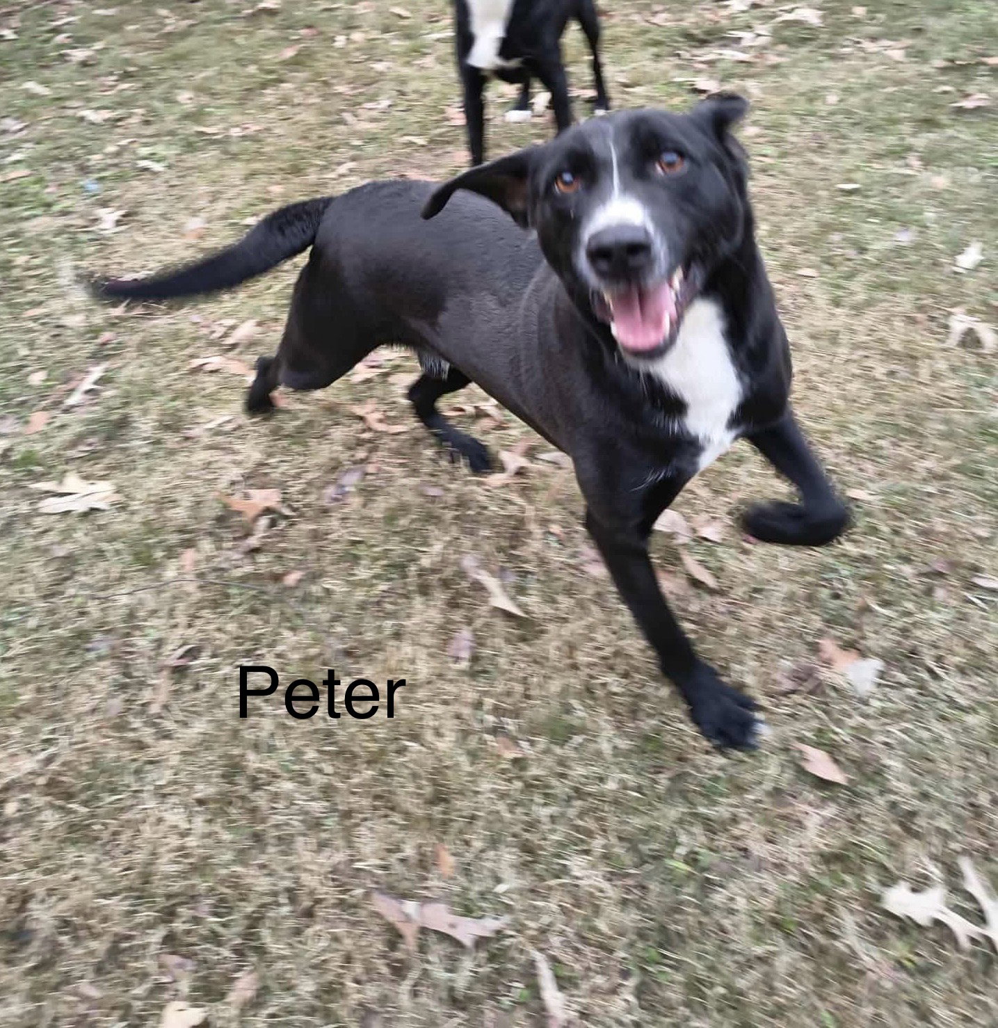 Peter (P pup) Image