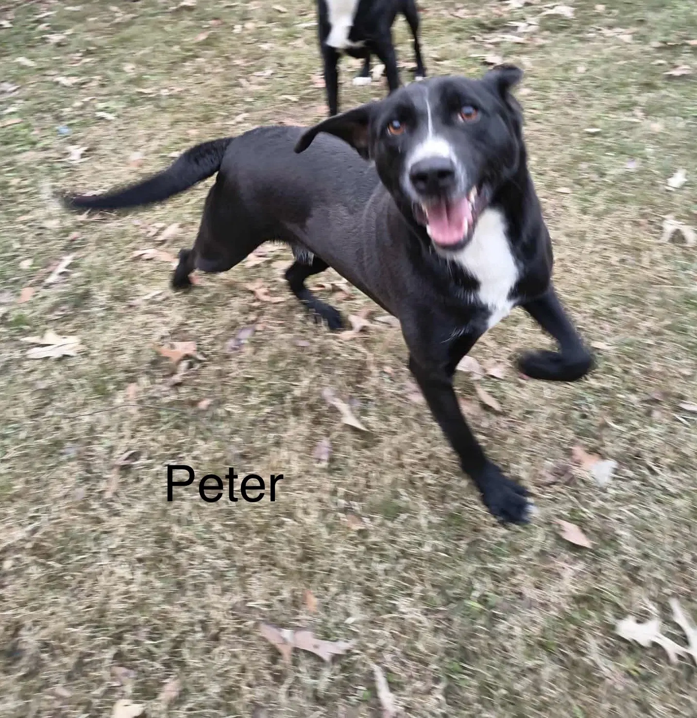 Peter P Pup - Unknown
