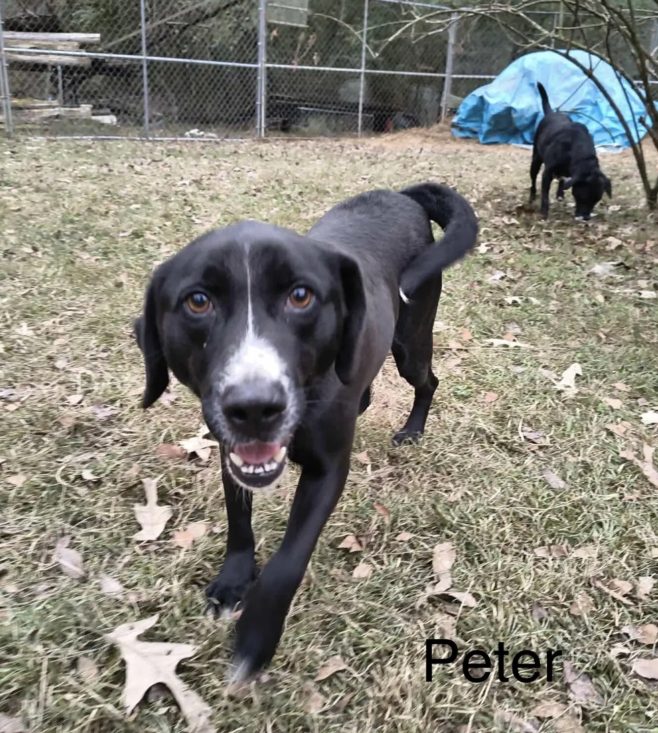 Peter P Pup image 2
