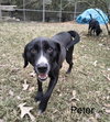 Peter (P pup) - Photo 2