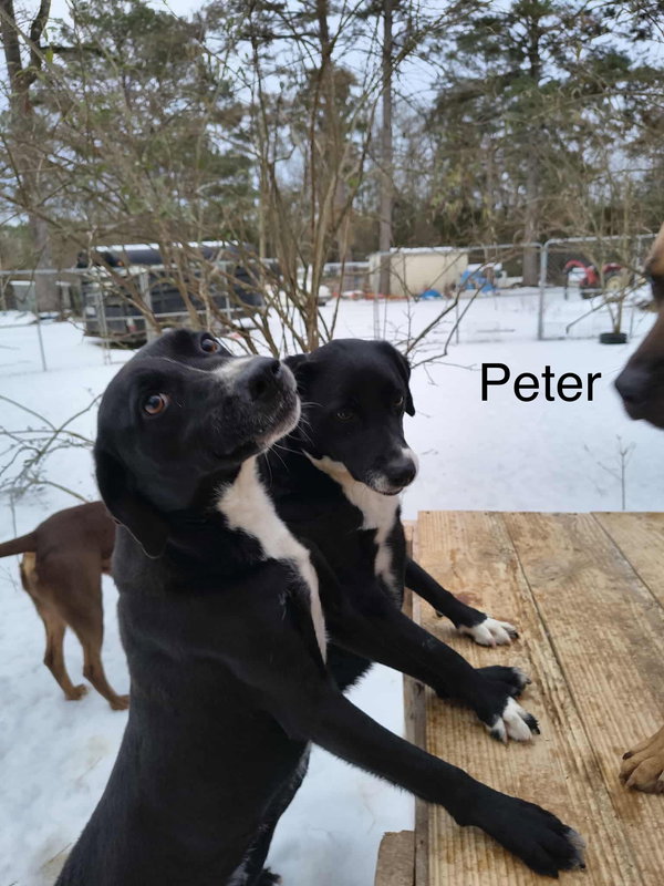 Peter (P pup)