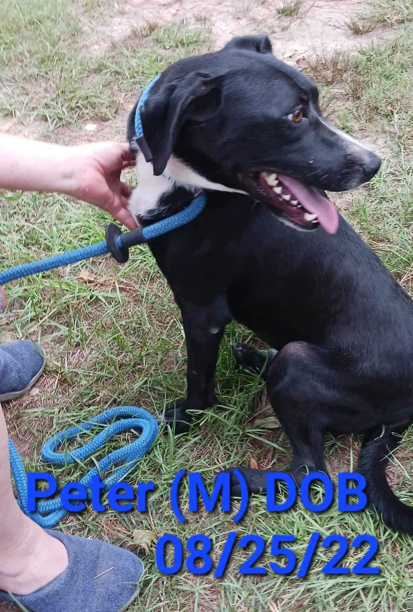 Peter P Pup image 3