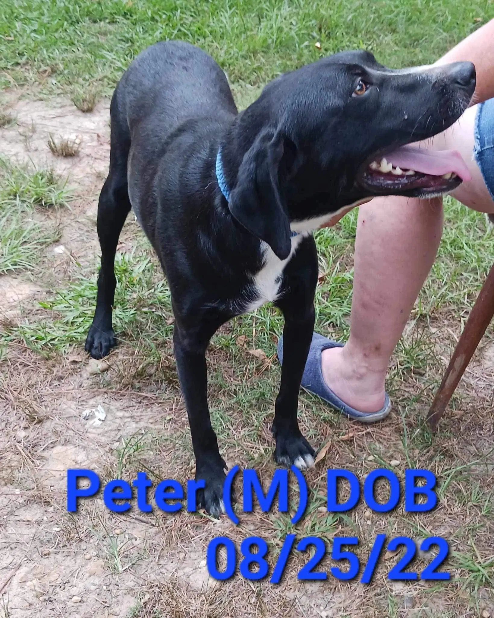 Peter P Pup image 4