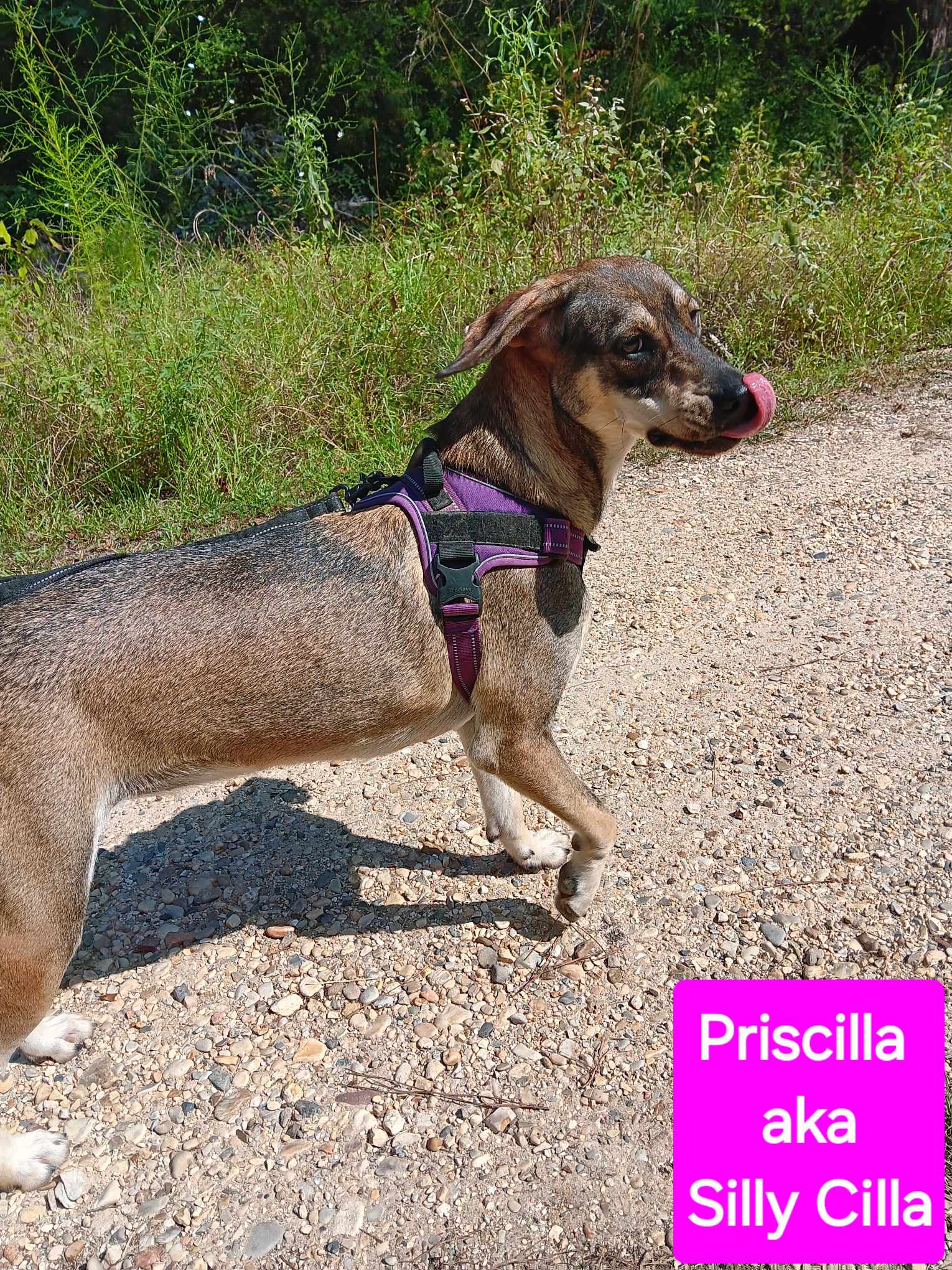 Priscilla image 4