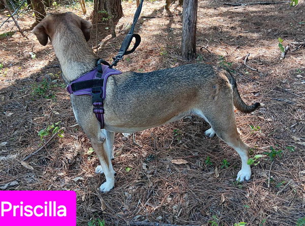 Priscilla
