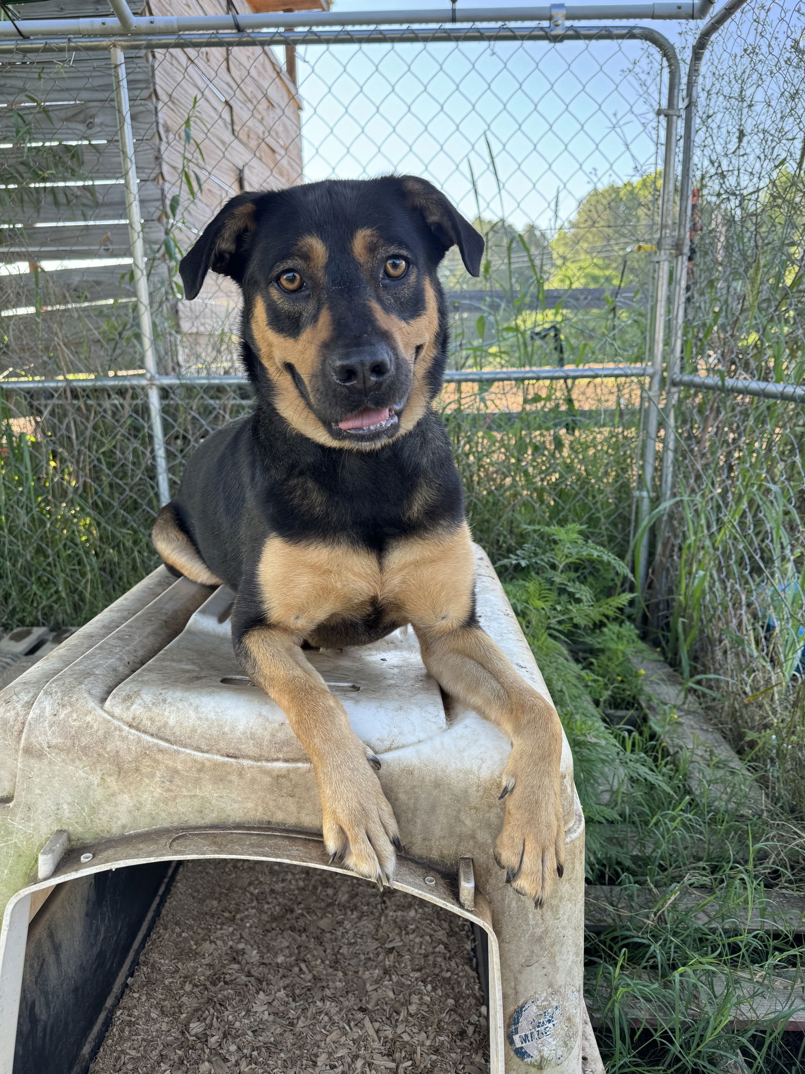 adoptable Dog in Farmerville, LA named Rosie